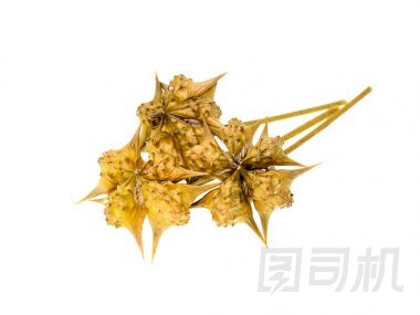 在白色背景上關(guān)閉蒺藜干籽圖片