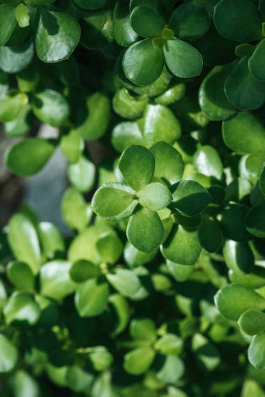 綠色 aichryson 多汁盆栽在陽(yáng)光下