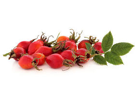 玫瑰果野生果树