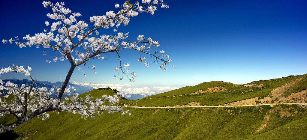 樱花明信片 樱花明信片