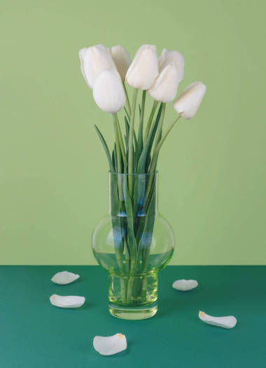 綠色背景花瓶中的白色郁金香