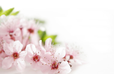 粉紅色的花圖片