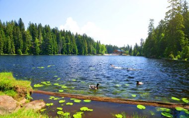冰磧湖格羅瑟 Arbersee 在國家公園巴法力亞森林。德國