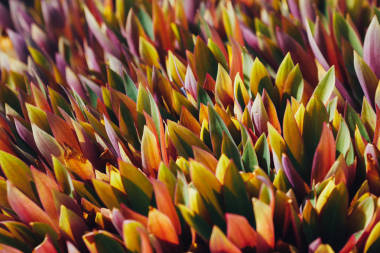 五顏六色的葉子植物背景, 特寫視圖