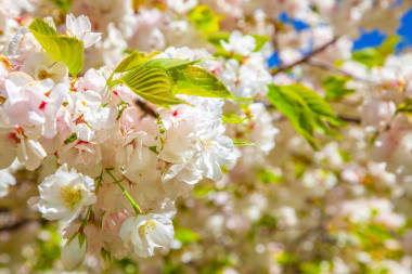 特寫樹盛開的花朵背景照片