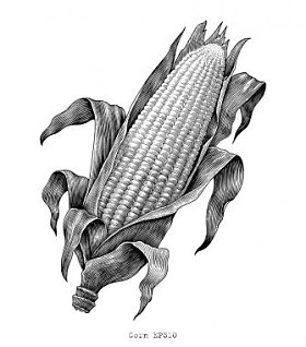 玉米手画复古雕刻插图图片