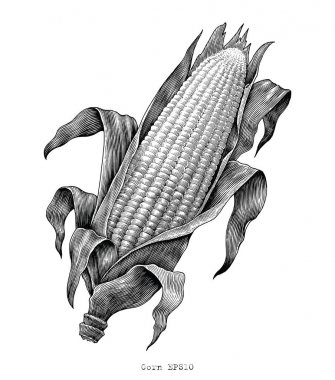 玉米手画复古雕刻插图图片