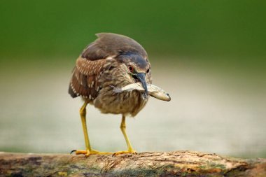 夜鷺, 灰水鳥與魚在比爾, 匈牙利