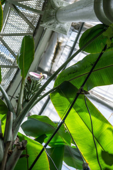 植物园落叶棕榈树枝的低角