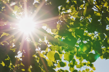 通过树的树叶太阳的光芒