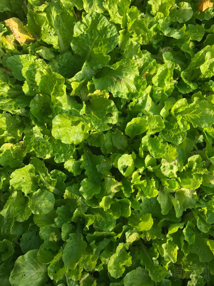 田間白菜綠葉