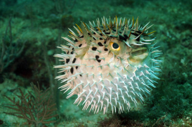 在海洋中的河豚魚(yú)或河豚魚(yú)