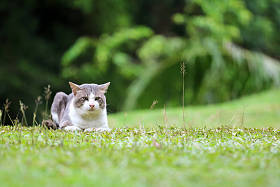花园里的草坪上有只漂亮的猫。自然背景