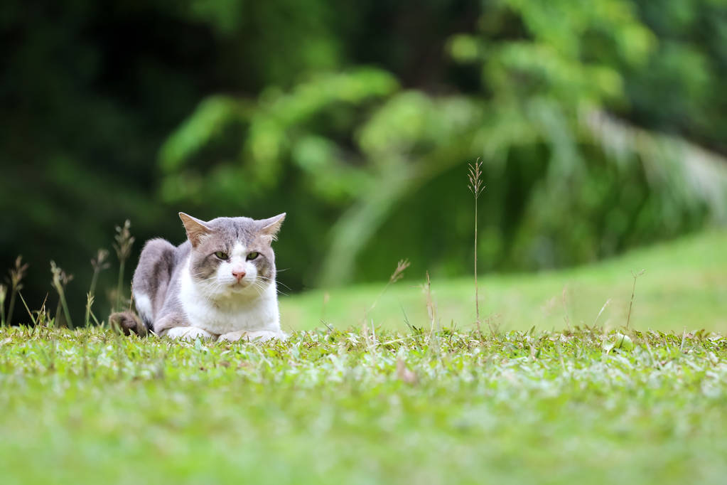 花园里的草坪上有只漂亮的猫。自然背景