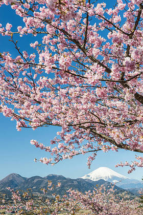 日本樱花樱花和富士山春季季