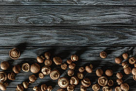 灰木表面行香菇菇的顶部观图片