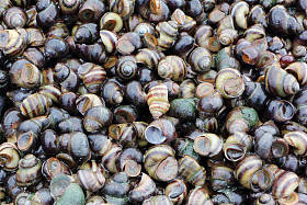 俄罗斯的 Ob 水库的水向岸边排放的淡水蜗牛