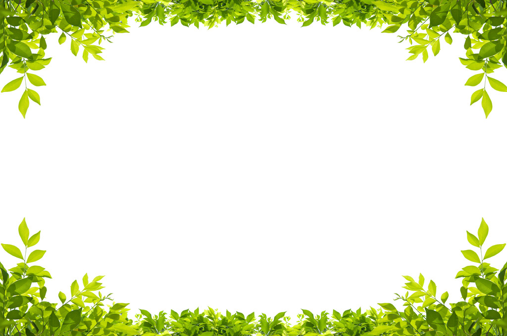 孤立在白色背景上的叶子帧