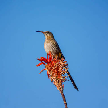Sugarbird 海角的關閉在藍色天空背景在花上棲息 