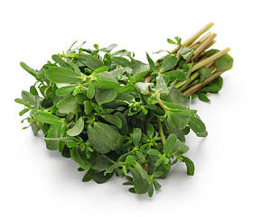 新鲜的马齿苋, 白色背景下的可食性杂草