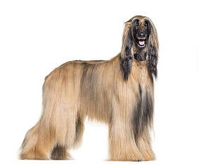 阿富汗猎犬站在白色背景图片