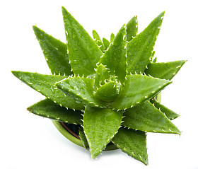 芦荟图片