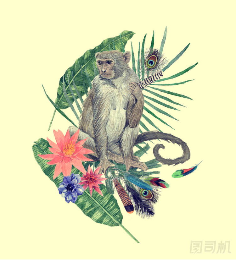 水彩手畫插圖與猴子, 葉子, 花, 羽毛