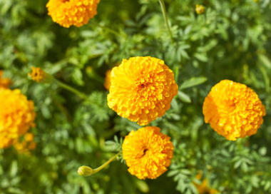 美麗的萬(wàn)壽菊鮮花盛開(kāi)的花園
