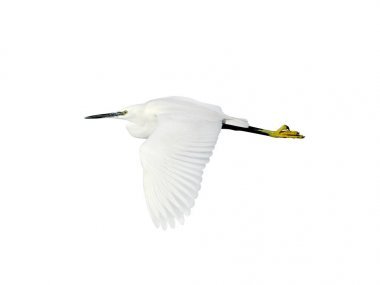 小白鷺 (白鷺 garzetta) 飛行, 切出