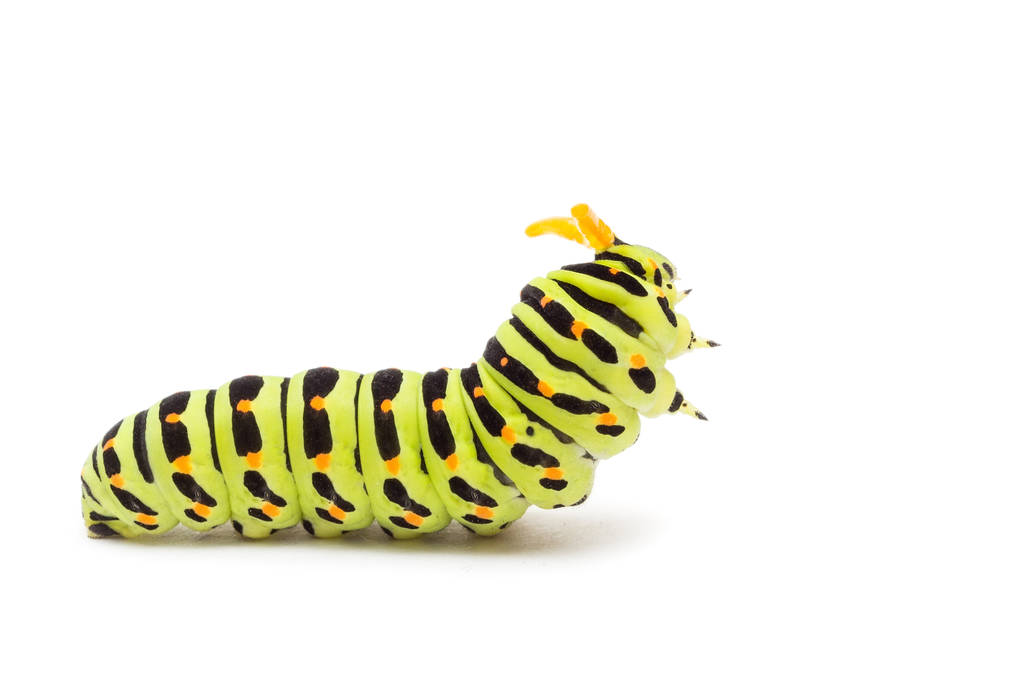 凤蝶毛毛虫或凤蝶 Machaon 在白色背景上
