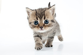 走向小苏格兰直小猫照片