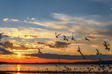 海鷗在阿爾伯特親王國(guó)家公園的夏日日落中飛越 Waskesiu 湖