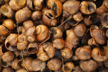 金色的 applesnail 排隊(duì), 排隊(duì), 充滿空間