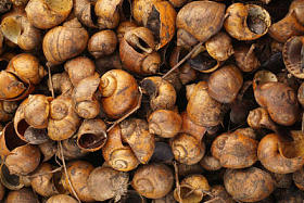 金色的 applesnail 排队, 排队, 充满空间