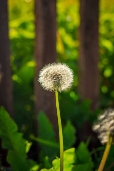 在綠草的白色蒲公英