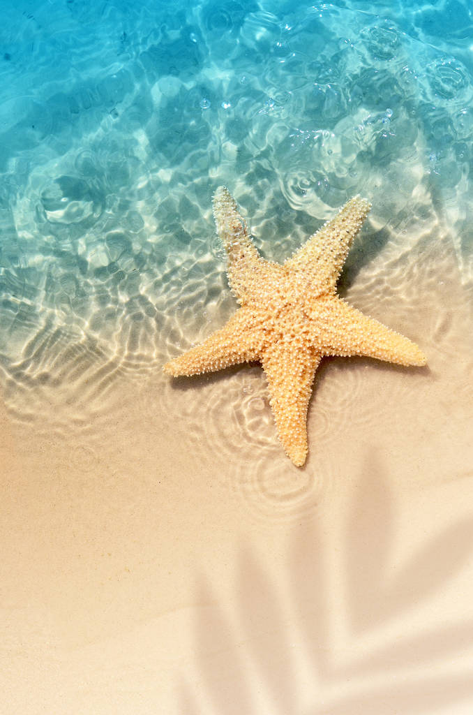 海星在夏天的海滩上海水。夏天的背景。夏季时间