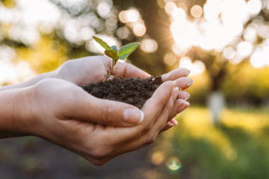 手掌地面妇女持植物的部分观点