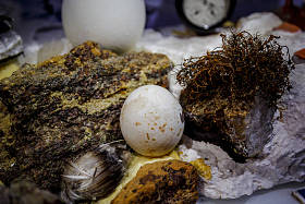 企鹅蛋在稻草巢里图片