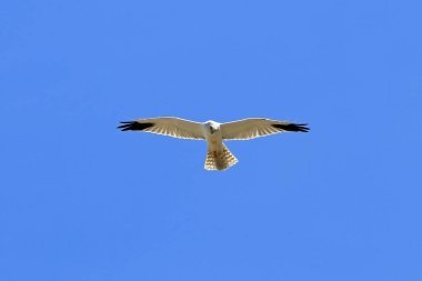 馬戲團(tuán) macrourus蒼白的 Harriern 在西伯利亞的天空翱翔