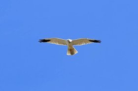 马戏团 macrourus苍白的 Harriern 在西伯利亚的天空翱翔