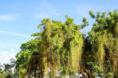 寄生植物生長(zhǎng)快, 覆蓋樹(shù)