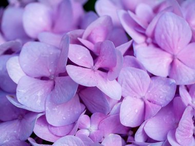 關(guān)閉 Hydrengea 花