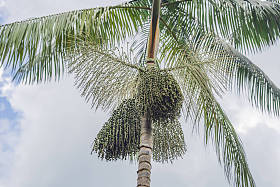 超级食品。亚马逊, acai 浆果生长在树上