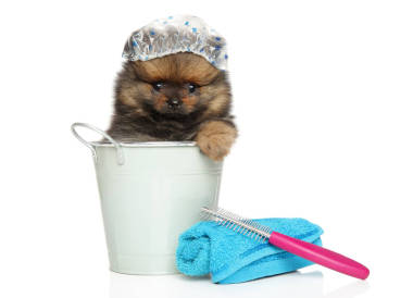 斯皮茨小狗坐在浴缸和帽子沐浴主題滑稽的肖像白色背景