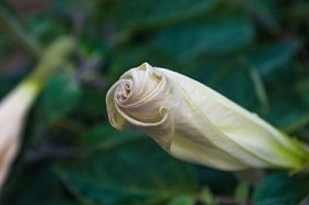魔鬼的小号, 曼陀罗花, Moonflower, 曼陀罗金属, 天使小号, 荆棘苹果在花园里, 关闭