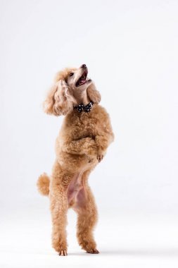 白色背景紅毛狗與弓領(lǐng)帶室內(nèi)