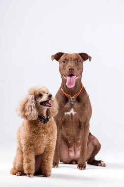 白色背景的紅狗 pitbullterrier 巧克力