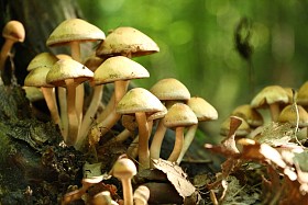 毒蘑菇在森林中的组照片