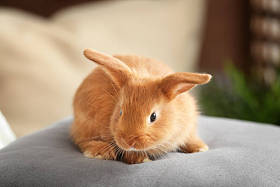 可爱毛茸茸的小兔子在枕头在家