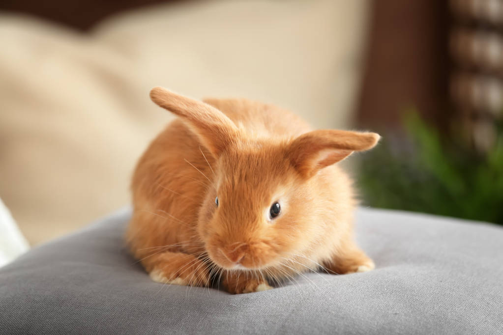 可爱毛茸茸的小兔子在枕头在家